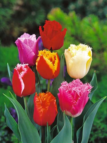 TULIPÁN Fringed Mix 12/+, 100 ks